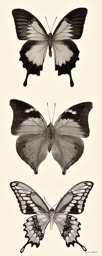 Butterfly BW Panel I by Debra Van Swearingen