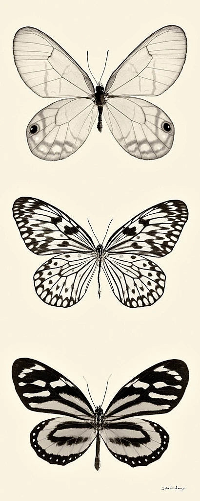 Butterfly BW Panel II by Debra Van Swearingen