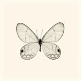 Butterfly I BW by Debra Van Swearingen. SKU 25722a. Archival Giclee Fine art print for wall decor.