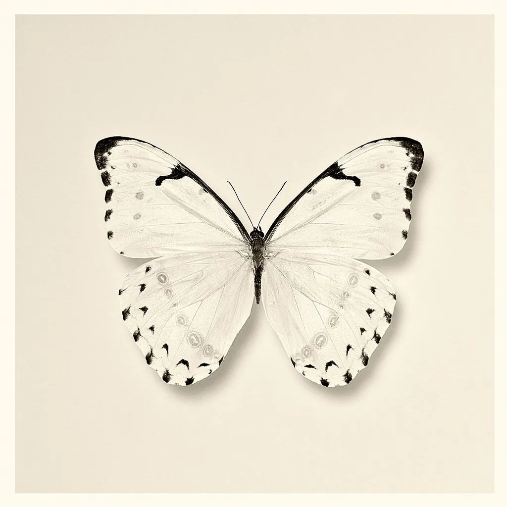 Butterfly II BW by Debra Van Swearingen. SKU 25723a. Archival Giclee Fine art print for wall decor.