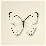 Butterfly II BW by Debra Van Swearingen. SKU 25723a. Archival Giclee Fine art print for wall decor.