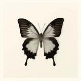 Butterfly III BW by Debra Van Swearingen. SKU 25724a. Archival Giclee Fine art print for wall decor.