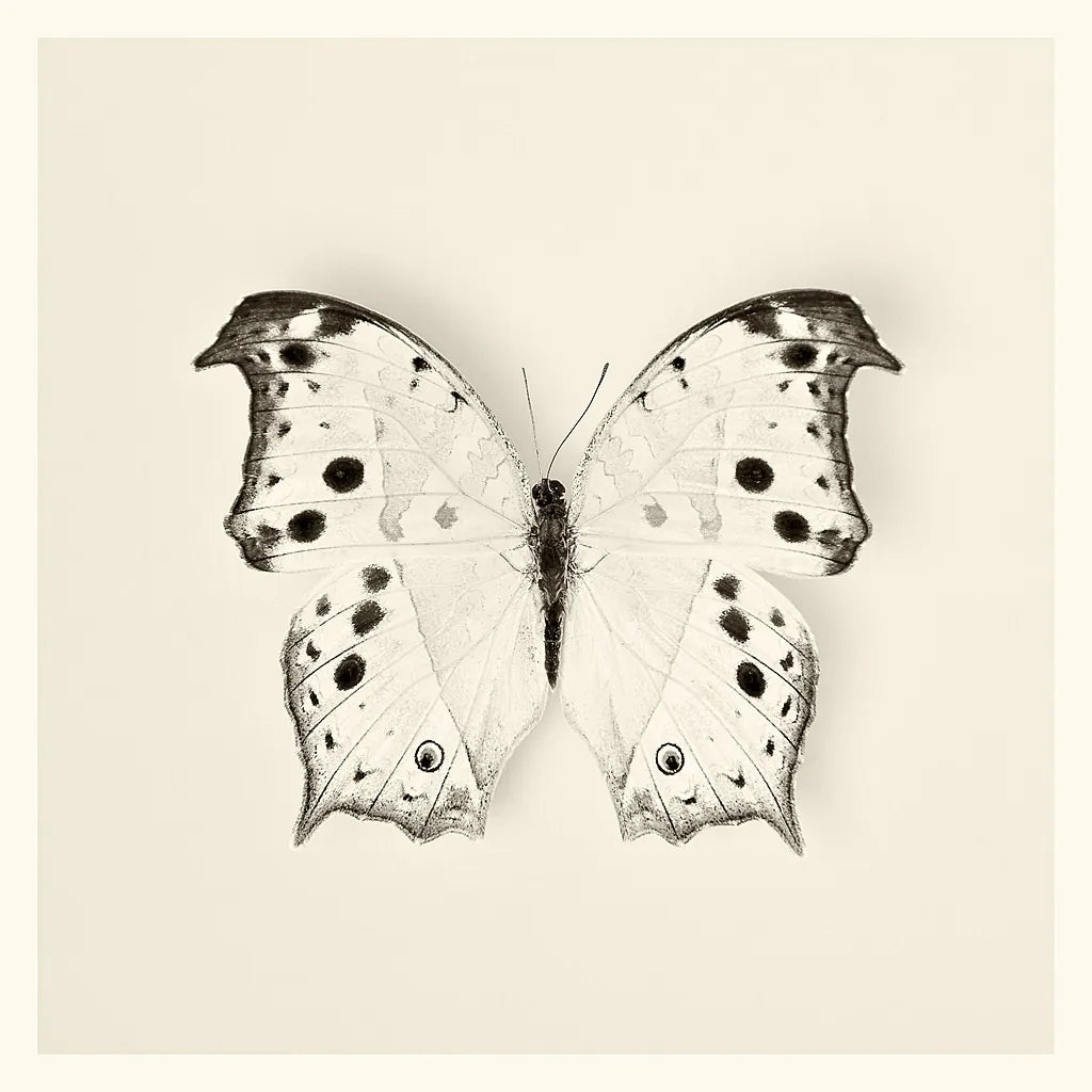 Butterfly IV BW by Debra Van Swearingen. SKU 25725a. Archival Giclee Fine art print for wall decor.