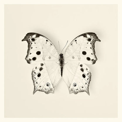 Butterfly IV BW by Debra Van Swearingen. SKU 25725a. Archival Giclee Fine art print for wall decor.