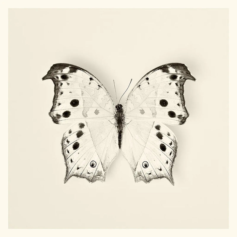 Butterfly IV BW by Debra Van Swearingen. SKU 25725a. Archival Giclee Fine art print for wall decor.