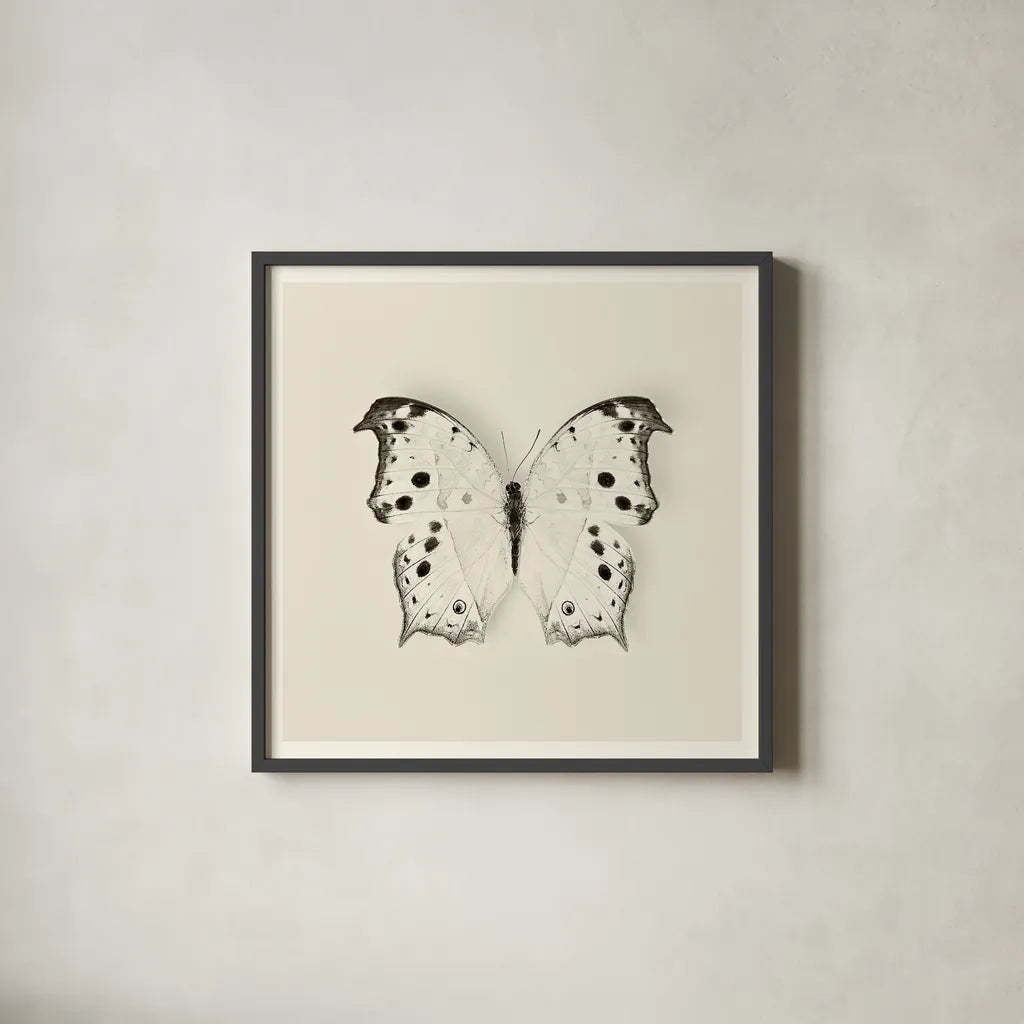 Butterfly IV BW by Debra Van Swearingen. Shown in a sleek black glass frame for a contemporary gallery look. Available as an archival giclee rolled canvas, fine art paper, or poster print. SKU 25725a.