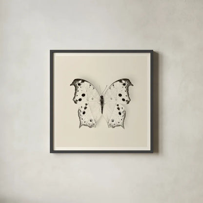 Butterfly IV BW by Debra Van Swearingen. Shown in a sleek black glass frame for a contemporary gallery look. Available as an archival giclee rolled canvas, fine art paper, or poster print. SKU 25725a.