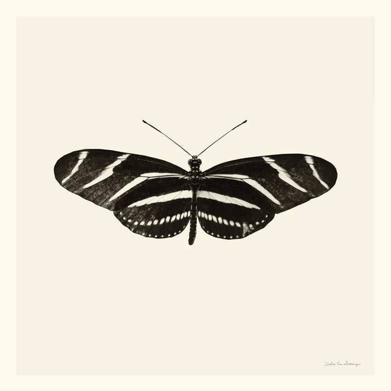 Butterfly IX BW by Debra Van Swearingen. SKU 27640a. Archival Giclee Fine art print for wall decor.