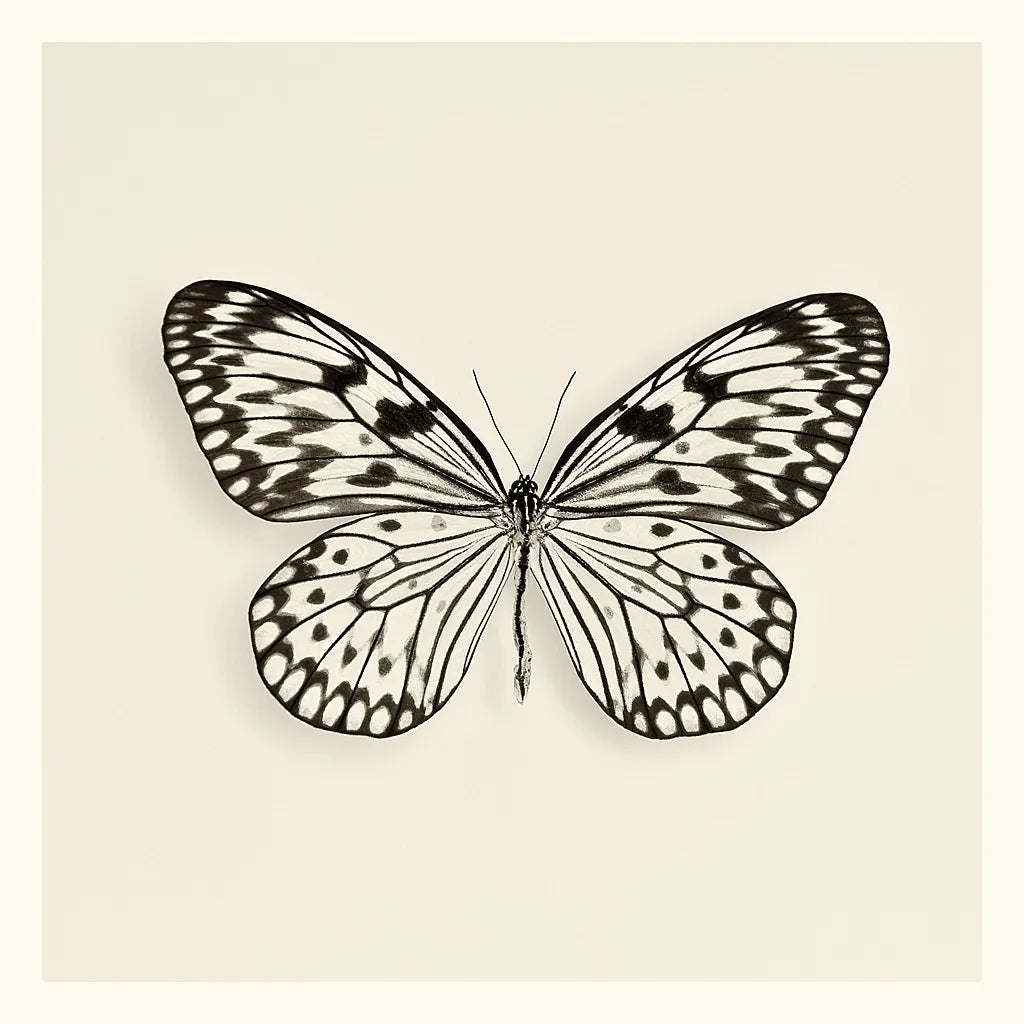 Butterfly V BW by Debra Van Swearingen. SKU 25726a. Archival Giclee Fine art print for wall decor.