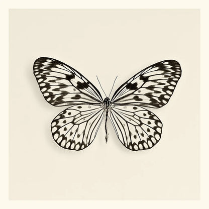 Butterfly V BW by Debra Van Swearingen. SKU 25726a. Archival Giclee Fine art print for wall decor.