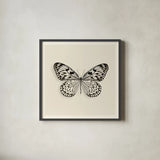 Butterfly V BW by Debra Van Swearingen. Shown in a sleek black glass frame for a contemporary gallery look. Available as an archival giclee rolled canvas, fine art paper, or poster print. SKU 25726a.