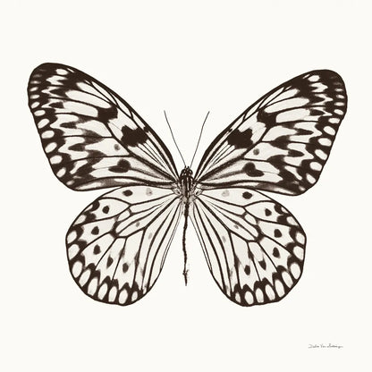 Butterfly V BW on White by Debra Van Swearingen. SKU 92206a. Archival Giclee Fine art print for wall decor.