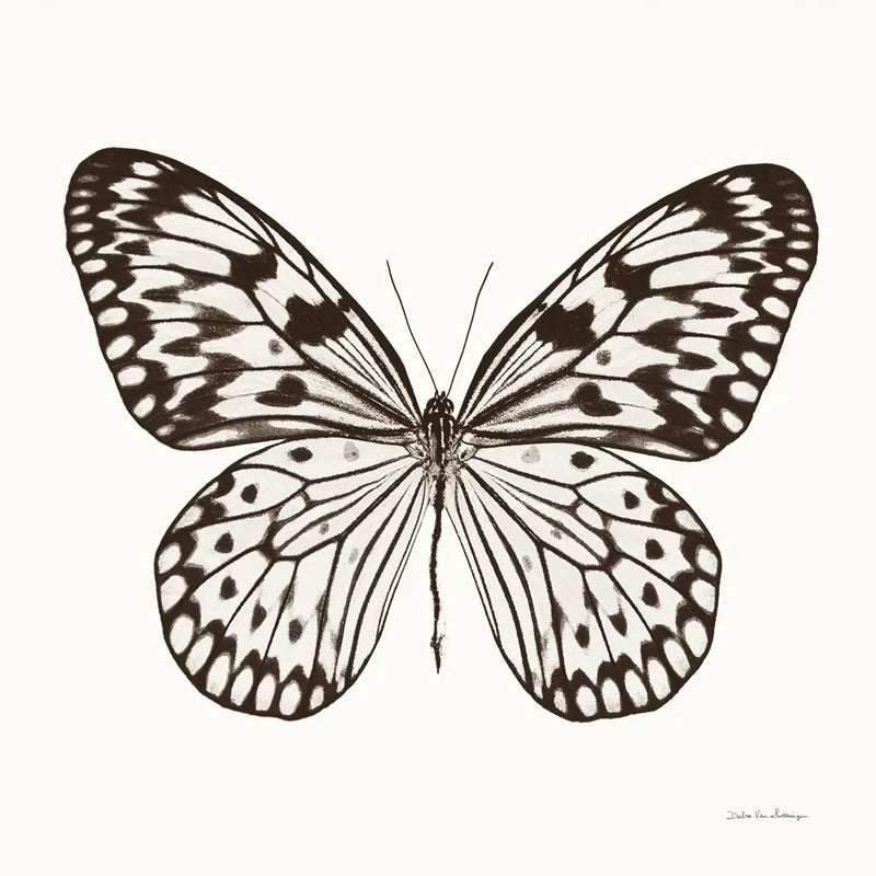 Butterfly V BW on White by Debra Van Swearingen. SKU 92206a. Archival Giclee Fine art print for wall decor.