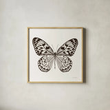 Butterfly V BW on White by Debra Van Swearingen. Shown in a natural wood glass frame for a timeless modern aesthetic. Available as an archival giclee rolled canvas, fine art paper, or poster print. SKU 92206a.