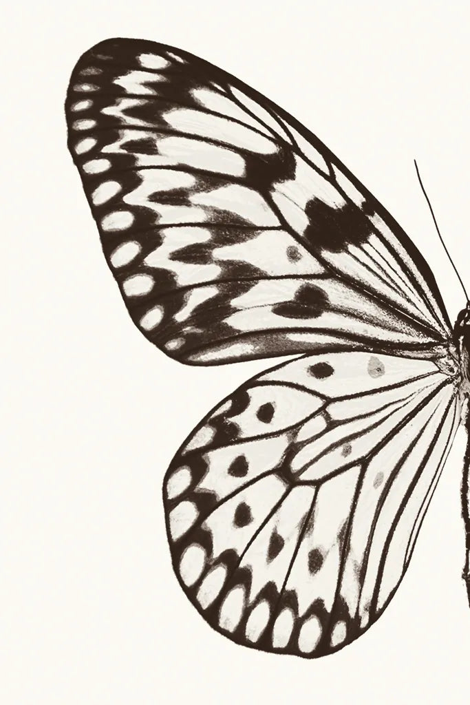 Butterfly V BW on White Crop I by Debra Van Swearingen. SKU 92208h. Archival Giclee Fine art print for wall decor.