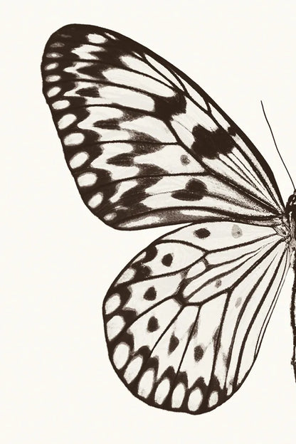 Butterfly V BW on White Crop I by Debra Van Swearingen. SKU 92208h. Archival Giclee Fine art print for wall decor.