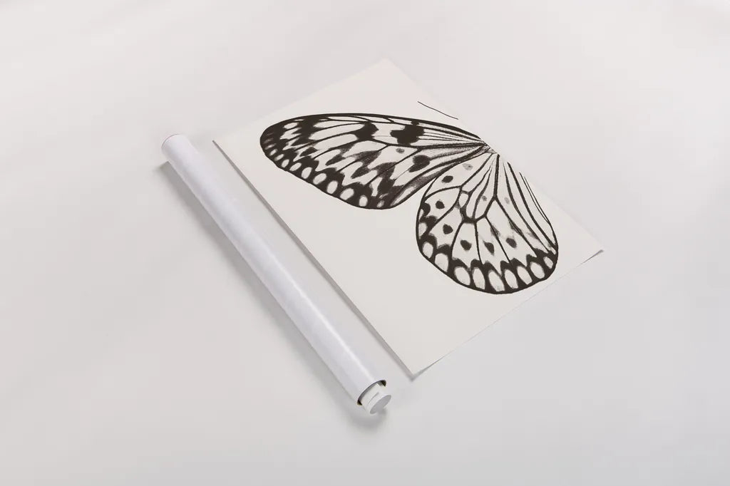 Butterfly V BW on White Crop I by Debra Van Swearingen. shown as a rolled paper print. Available as archival giclee rolled canvas, fine art paper, or poster print. SKU 92208h.