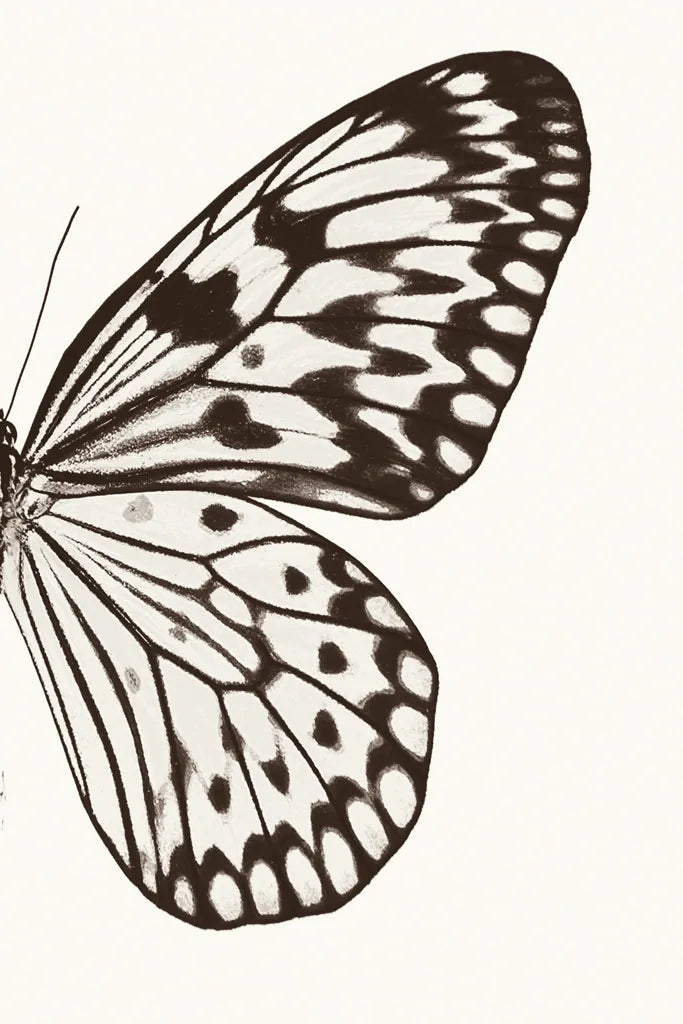 Butterfly V BW on White Crop II by Debra Van Swearingen. SKU 92209h. Archival Giclee Fine art print for wall decor.