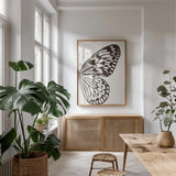 Butterfly V BW on White Crop II by Debra Van Swearingen. shown as a print in a natural wood frame in a dining room. Available as a archival giclee rolled canvas, fine art paper, or poster print. SKU 92209h.