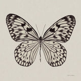 Butterfly V Gray by Debra Van Swearingen. SKU 92345a. Archival Giclee Fine art print for wall decor.