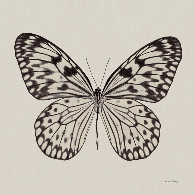 Butterfly V Gray by Debra Van Swearingen. SKU 92345a. Archival Giclee Fine art print for wall decor.