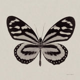 Butterfly V Gray by Debra Van Swearingen. SKU 92347a. Archival Giclee Fine art print for wall decor.