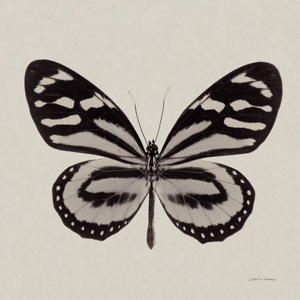 Butterfly V Gray by Debra Van Swearingen. SKU 92347a. Archival Giclee Fine art print for wall decor.
