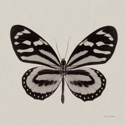 Butterfly V Gray by Debra Van Swearingen. SKU 92347a. Archival Giclee Fine art print for wall decor.