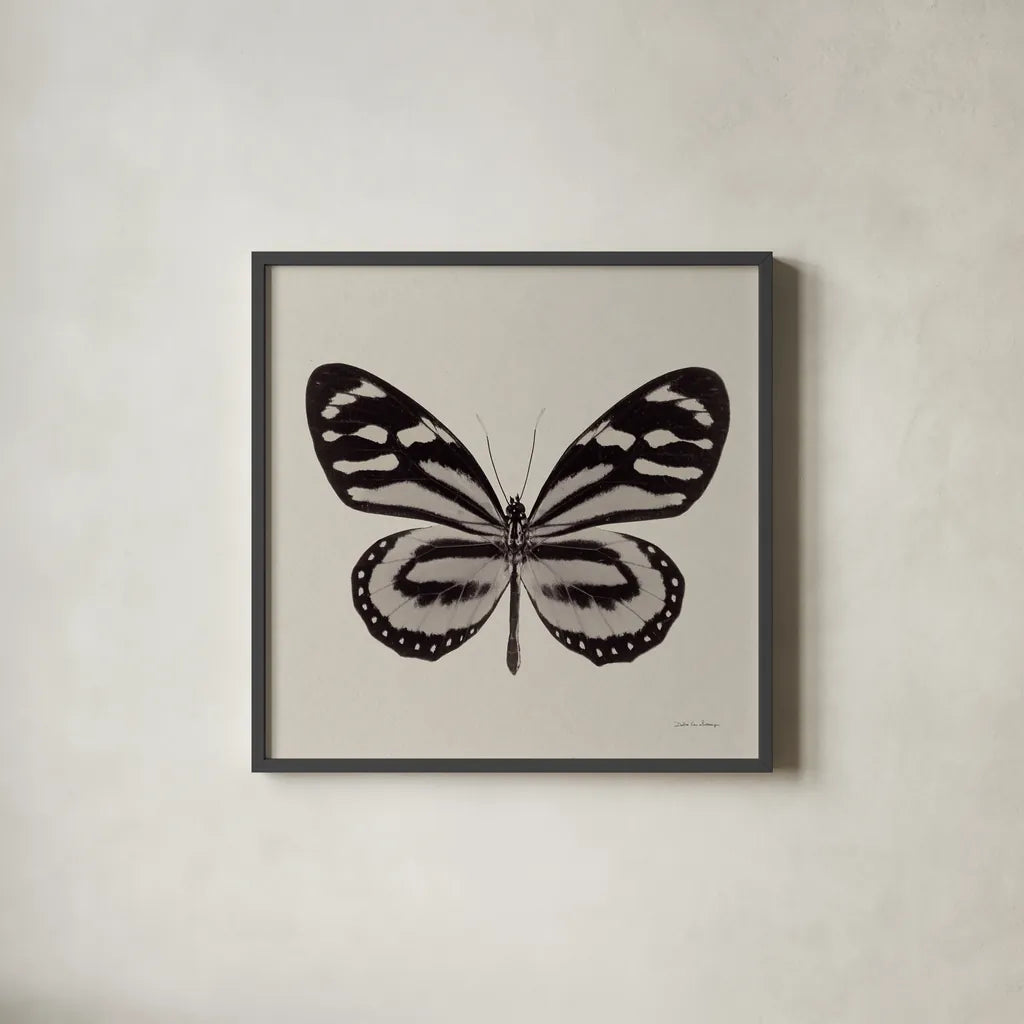 Butterfly V Gray by Debra Van Swearingen. Shown in a sleek black glass frame for a contemporary gallery look. Available as an archival giclee rolled canvas, fine art paper, or poster print. SKU 92347a.