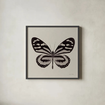 Butterfly V Gray by Debra Van Swearingen. Shown in a sleek black glass frame for a contemporary gallery look. Available as an archival giclee rolled canvas, fine art paper, or poster print. SKU 92347a.