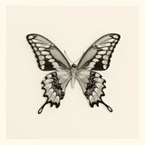 Butterfly VI BW by Debra Van Swearingen. SKU 25727a. Archival Giclee Fine art print for wall decor.