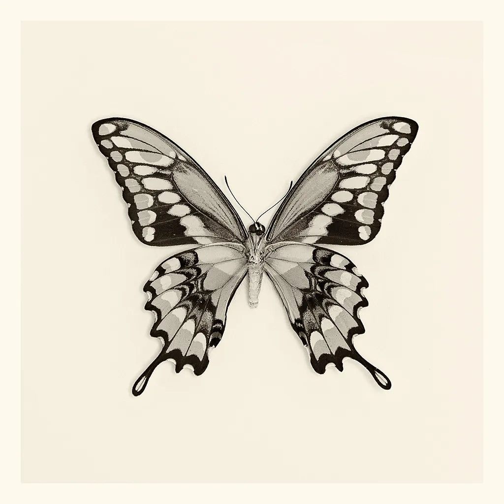 Butterfly VI BW by Debra Van Swearingen. SKU 25727a. Archival Giclee Fine art print for wall decor.