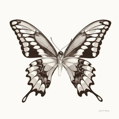 Butterfly VI BW on White by Debra Van Swearingen. SKU 92207a. Archival Giclee Fine art print for wall decor.