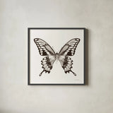 Butterfly VI BW on White by Debra Van Swearingen. Shown in a sleek black glass frame for a contemporary gallery look. Available as an archival giclee rolled canvas, fine art paper, or poster print. SKU 92207a.