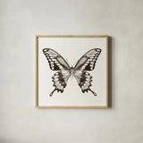 Butterfly VI BW on White by Debra Van Swearingen. Shown in a natural wood glass frame for a timeless modern aesthetic. Available as an archival giclee rolled canvas, fine art paper, or poster print. SKU 92207a.