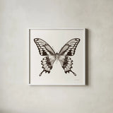 Butterfly VI BW on White by Debra Van Swearingen. Shown in a crisp white glass frame for a clean and minimalist style. Available as an archival giclee rolled canvas, fine art paper, or poster print. SKU 92207a.