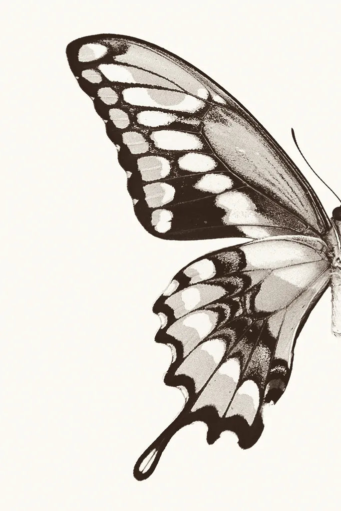 Butterfly VI BW on White Crop I by Debra Van Swearingen. SKU 92210h. Archival Giclee Fine art print for wall decor.