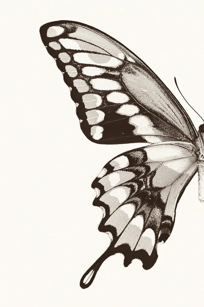 Butterfly VI BW on White Crop I by Debra Van Swearingen. SKU 92210h. Archival Giclee Fine art print for wall decor.