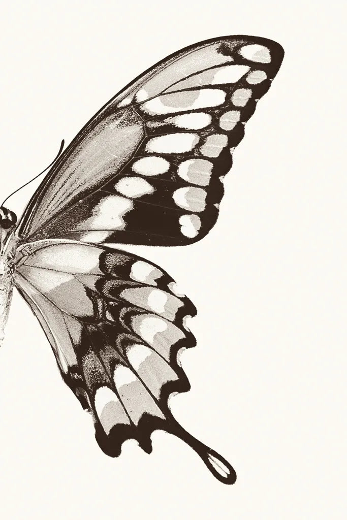 Butterfly VI BW on White Crop II by Debra Van Swearingen. SKU 92211h. Archival Giclee Fine art print for wall decor.