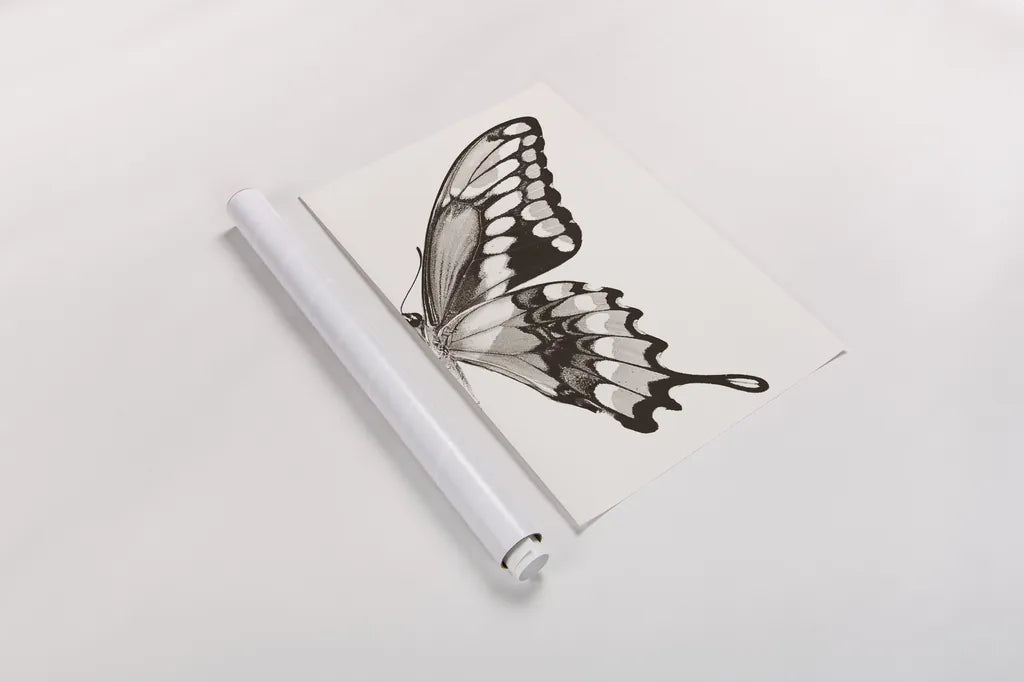 Butterfly VI BW on White Crop II by Debra Van Swearingen. shown as a rolled paper print. Available as archival giclee rolled canvas, fine art paper, or poster print. SKU 92211h.