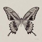 Butterfly VI Gray by Debra Van Swearingen. SKU 92346a. Archival Giclee Fine art print for wall decor.