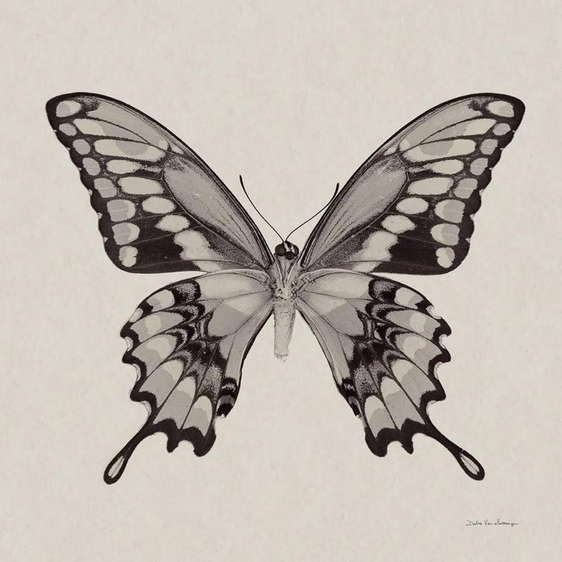 Butterfly VI Gray by Debra Van Swearingen. SKU 92346a. Archival Giclee Fine art print for wall decor.