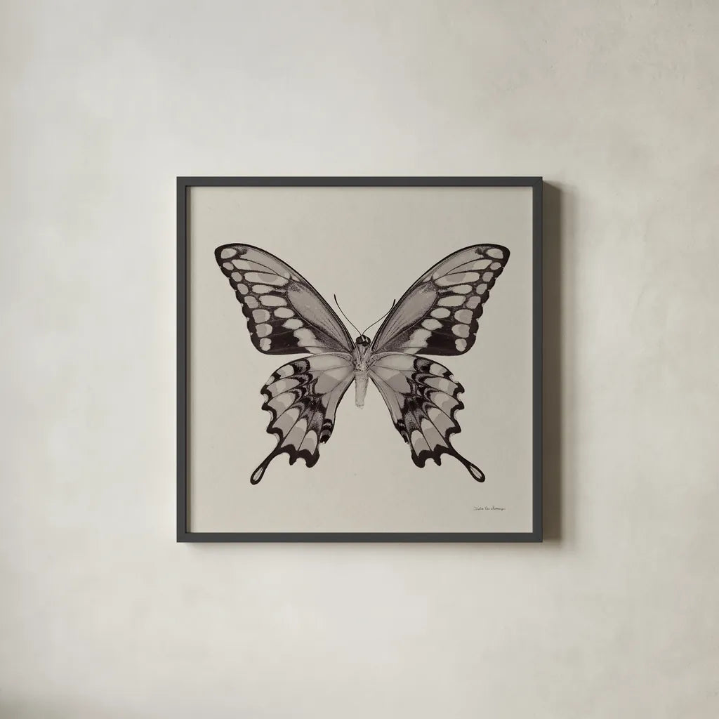 Butterfly VI Gray by Debra Van Swearingen. Shown in a sleek black glass frame for a contemporary gallery look. Available as an archival giclee rolled canvas, fine art paper, or poster print. SKU 92346a.