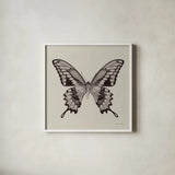 Butterfly VI Gray by Debra Van Swearingen. Shown in a crisp white glass frame for a clean and minimalist style. Available as an archival giclee rolled canvas, fine art paper, or poster print. SKU 92346a.