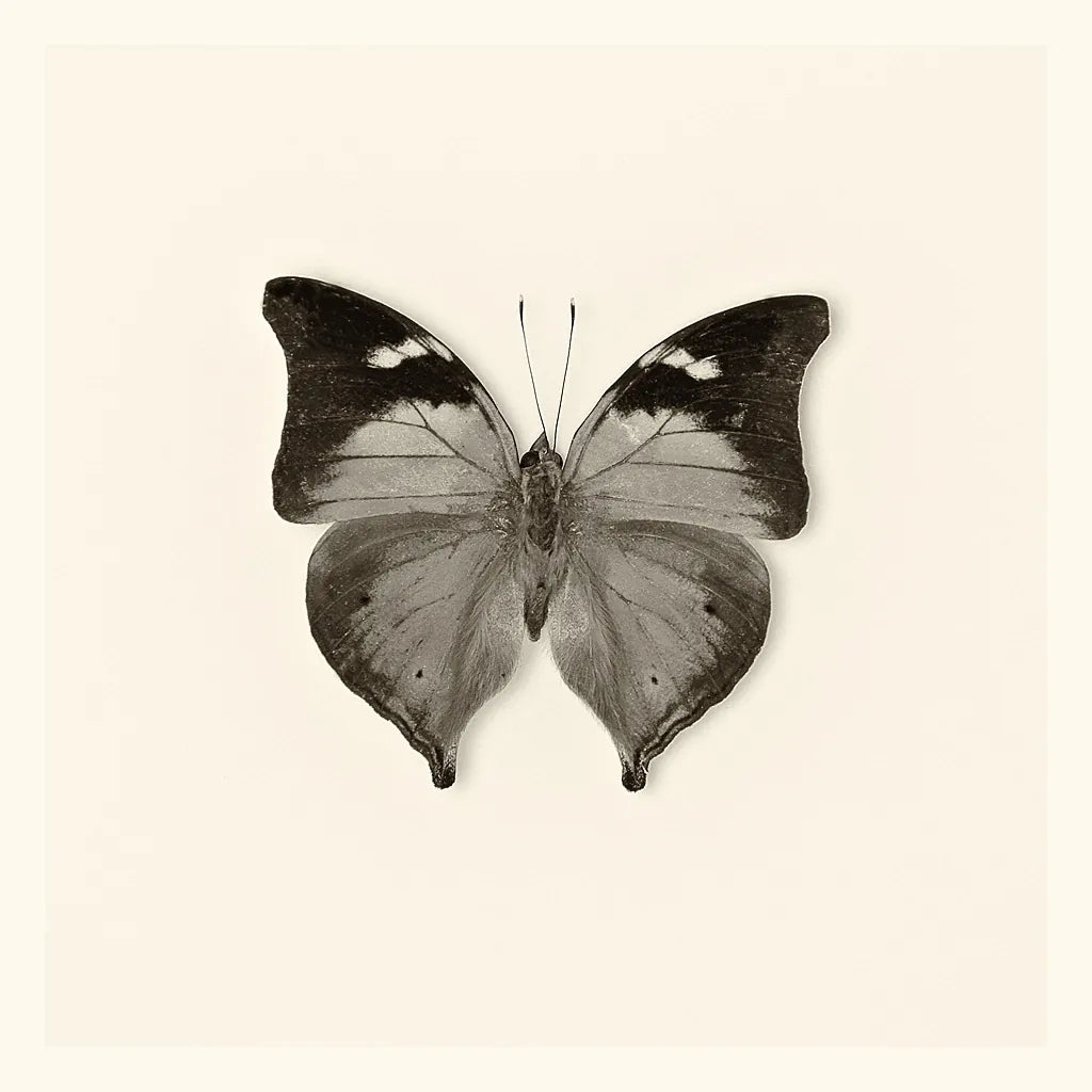 Butterfly VII BW by Debra Van Swearingen. SKU 25728a. Archival Giclee Fine art print for wall decor.