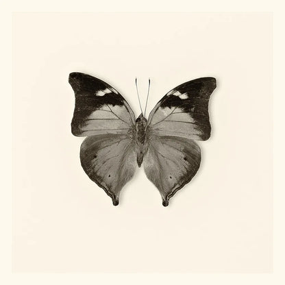 Butterfly VII BW by Debra Van Swearingen. SKU 25728a. Archival Giclee Fine art print for wall decor.