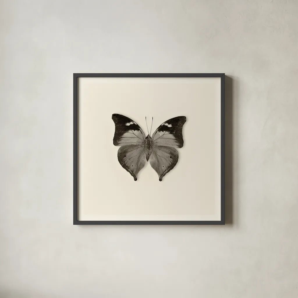 Butterfly VII BW by Debra Van Swearingen. Shown in a sleek black glass frame for a contemporary gallery look. Available as an archival giclee rolled canvas, fine art paper, or poster print. SKU 25728a.