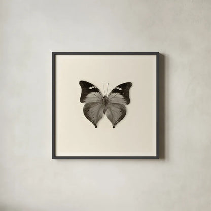 Butterfly VII BW by Debra Van Swearingen. Shown in a sleek black glass frame for a contemporary gallery look. Available as an archival giclee rolled canvas, fine art paper, or poster print. SKU 25728a.
