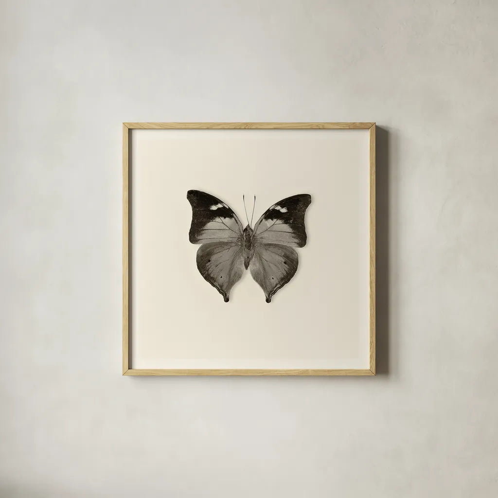 Butterfly VII BW by Debra Van Swearingen. Shown in a natural wood glass frame for a timeless modern aesthetic. Available as an archival giclee rolled canvas, fine art paper, or poster print. SKU 25728a.