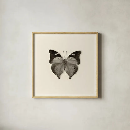 Butterfly VII BW by Debra Van Swearingen. Shown in a natural wood glass frame for a timeless modern aesthetic. Available as an archival giclee rolled canvas, fine art paper, or poster print. SKU 25728a.